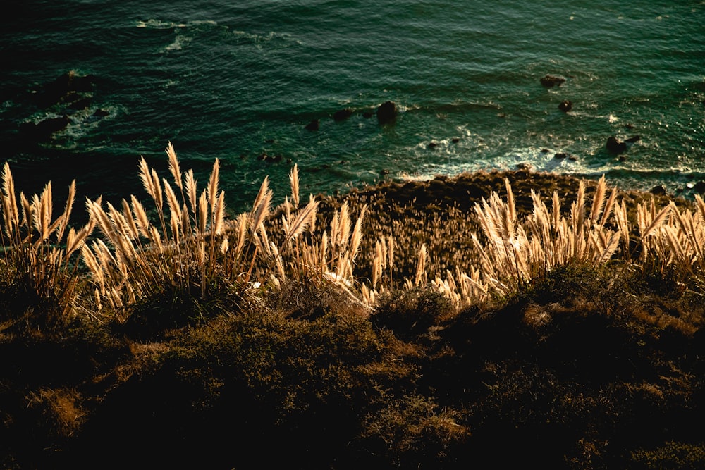 brown grass near body of water during daytime