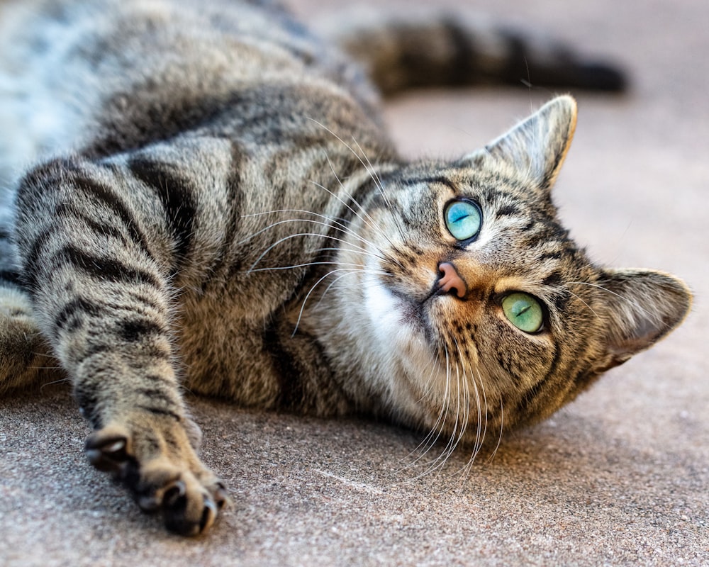 茶色のカーペットに横たわっている茶色のぶち猫