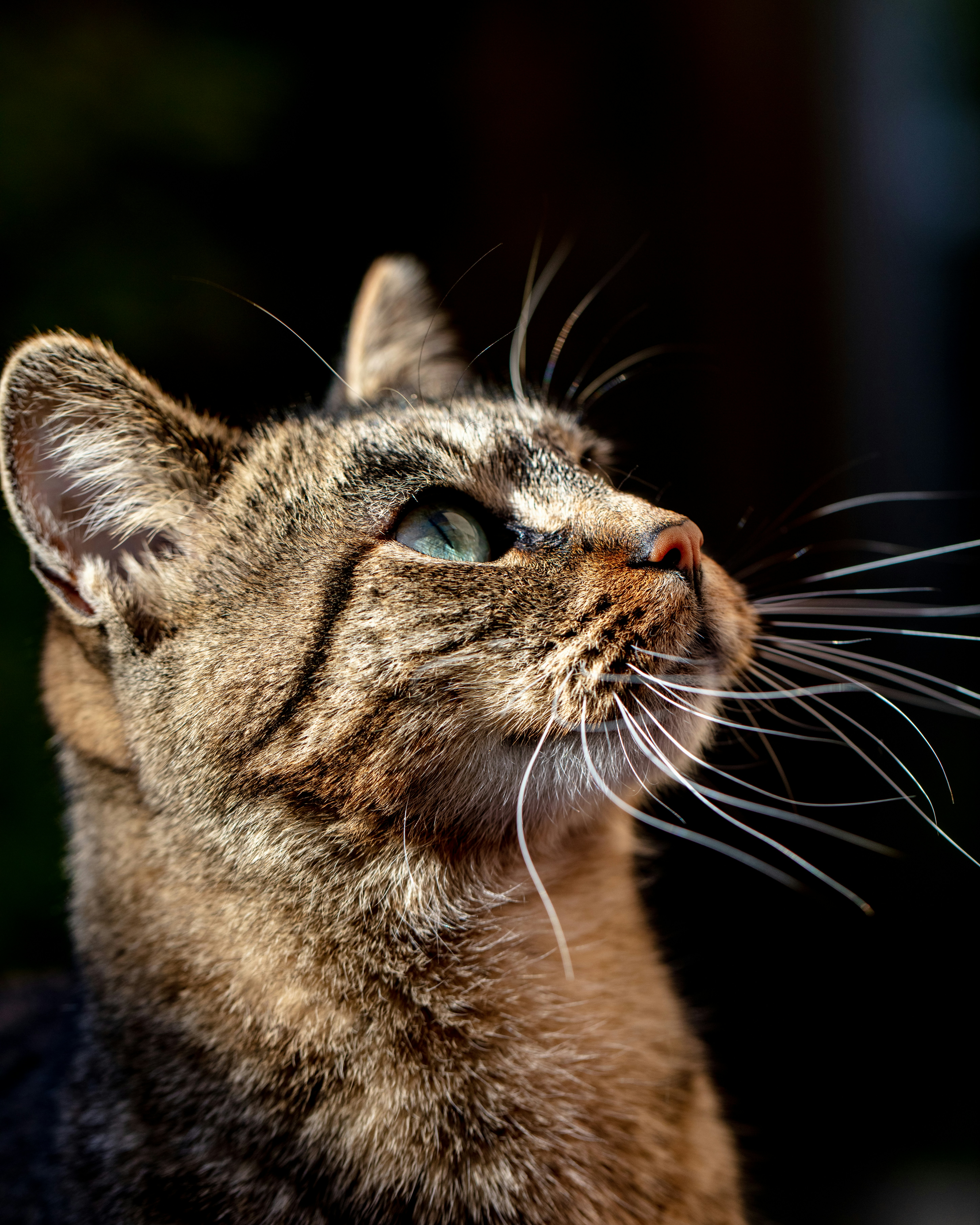 brown tabby cat in close up photography