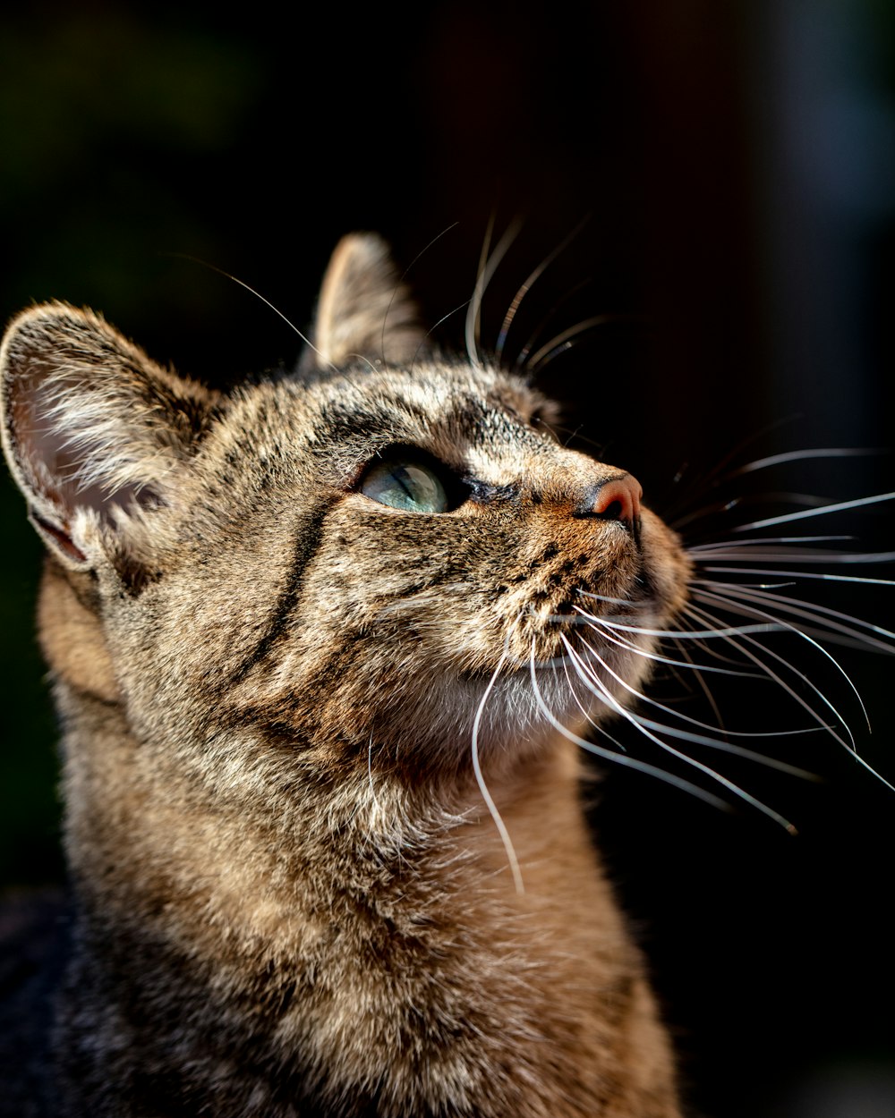 brown tabby cat in close up photography