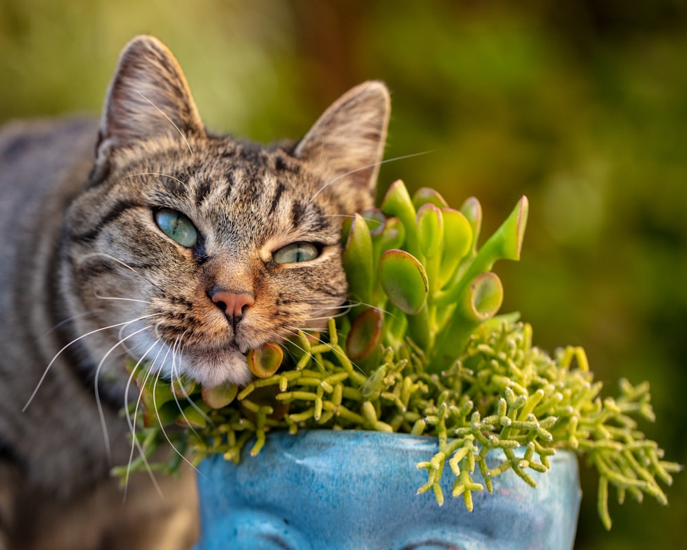 brown tabby cat on blue ceramic vase