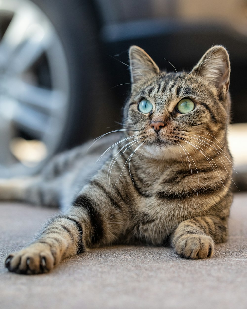 brown tabby cat on gray textile