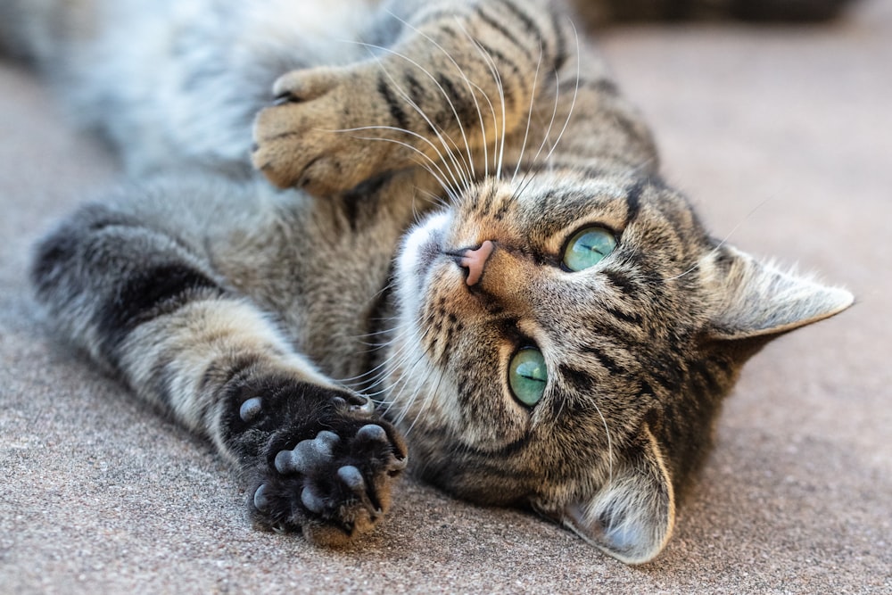 brown tabby cat lying on gray concrete floor