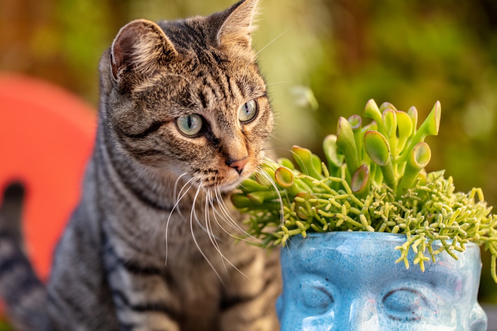 brown tabby cat in blue ceramic vase
