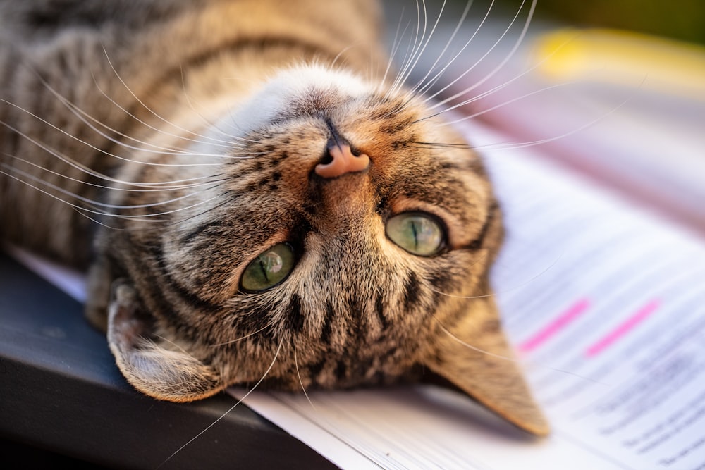 brown tabby cat lying on white paper