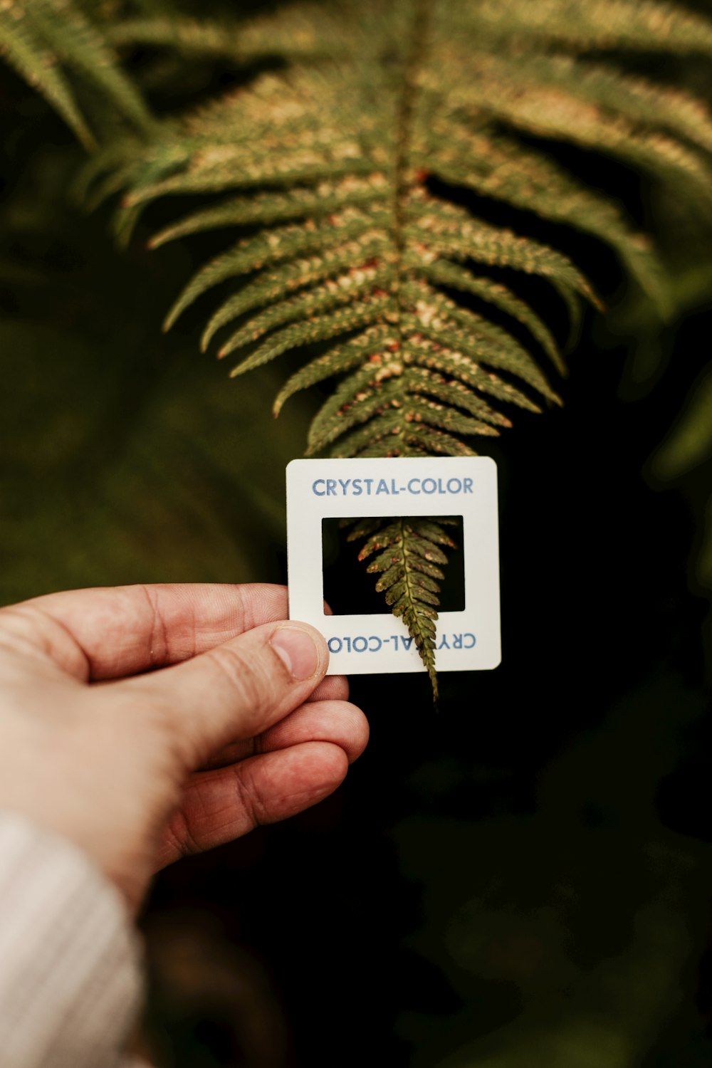 person holding white and black card