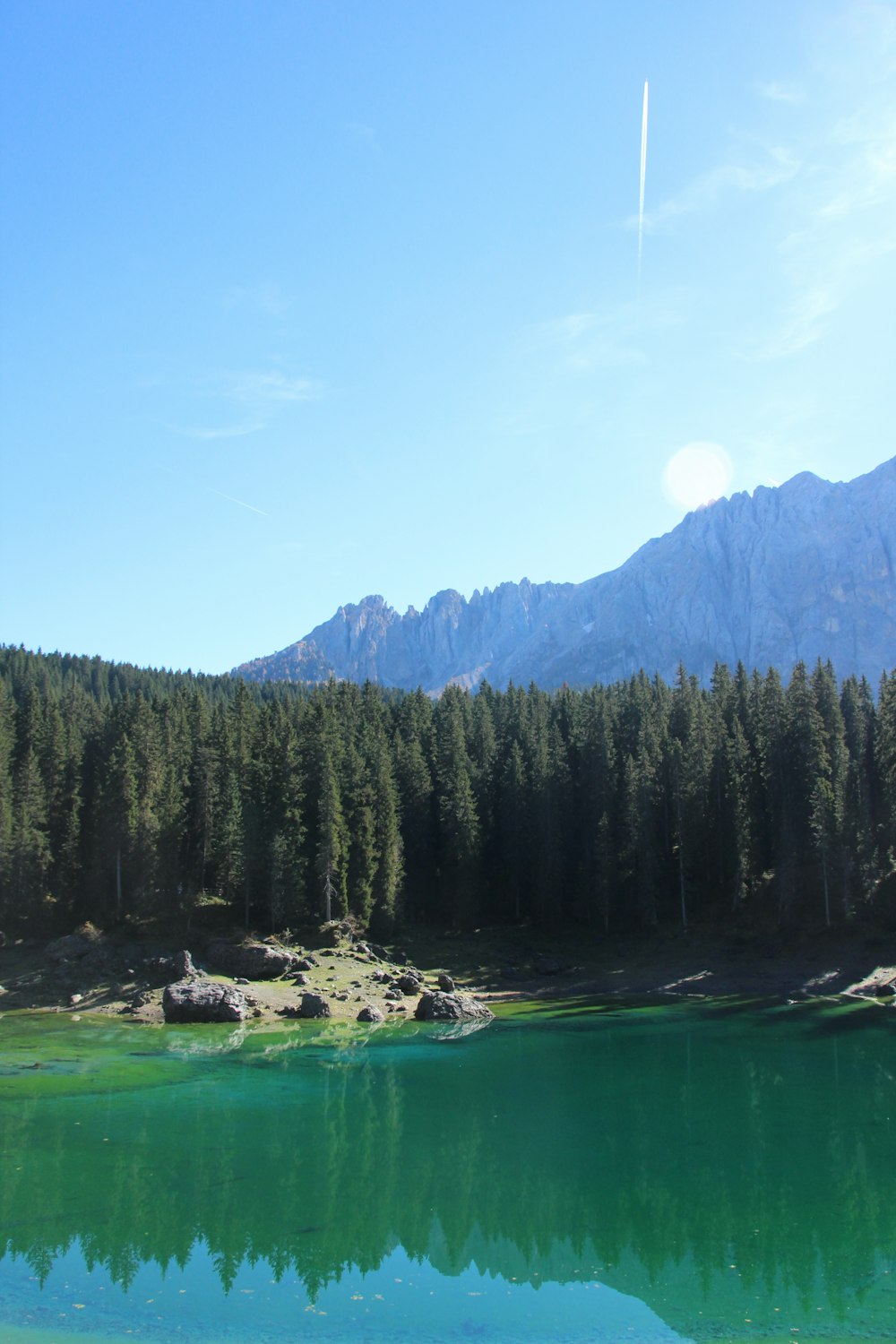 green pine trees near lake during daytime