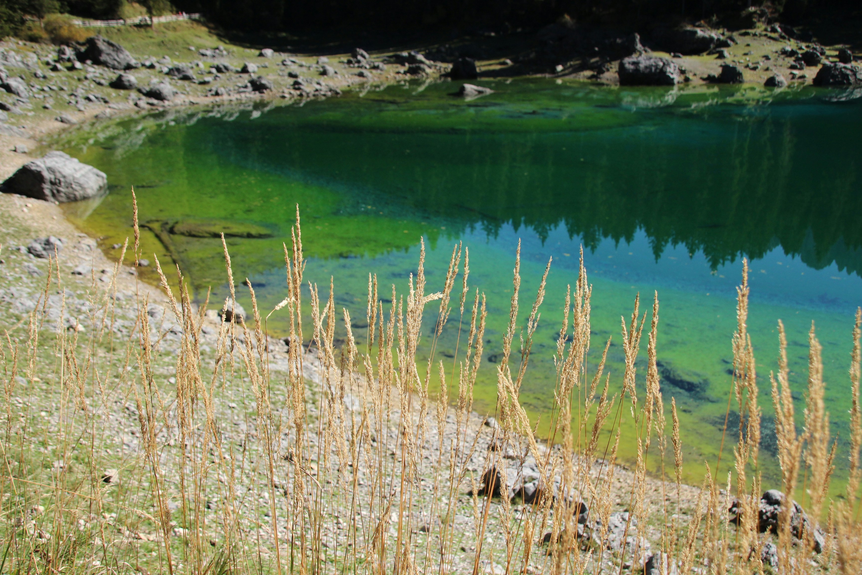 brown grass near lake during daytime