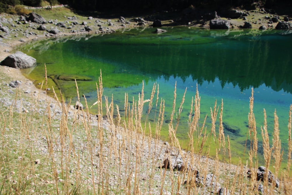 brown grass near lake during daytime