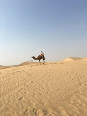An adventurous camel trek winding through the vast Sahara desert under a clear blue sky.