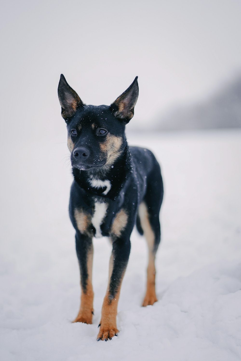 雪に覆われた地面に黒と黄褐色のショートコート小型犬
