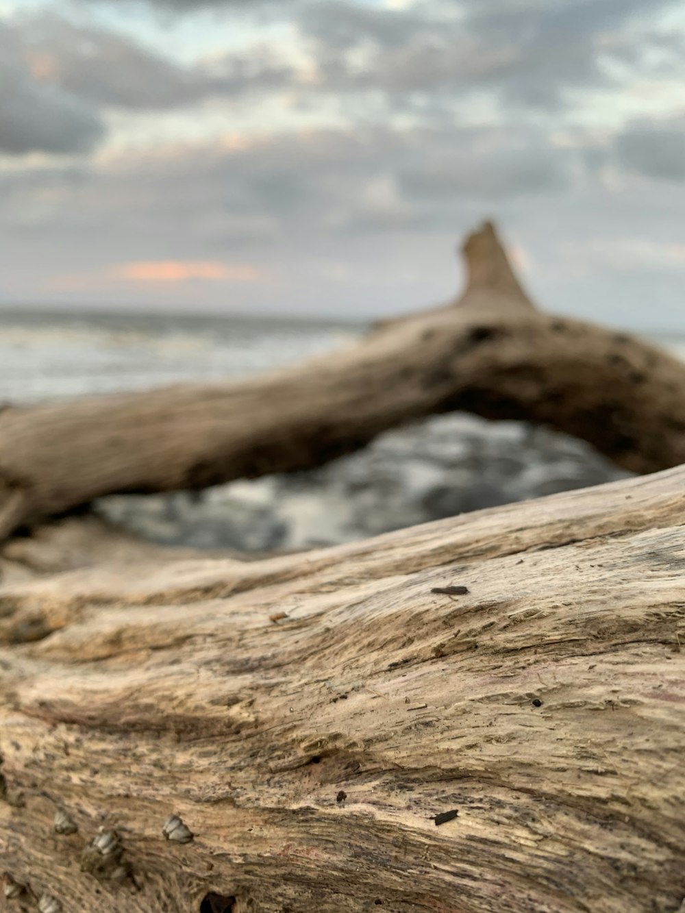 brown wood log on brown sand