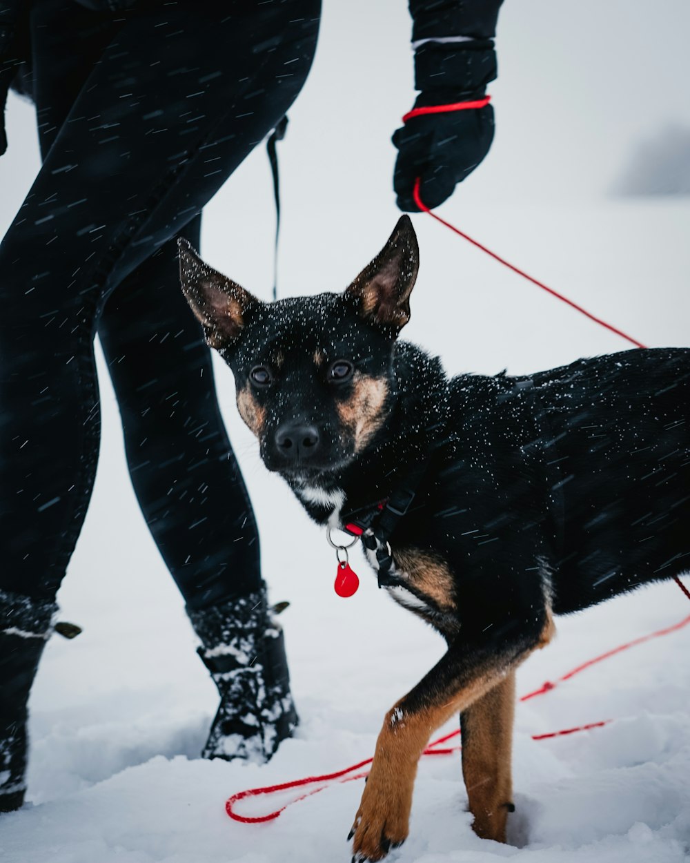 昼間の雪に覆われた地面に黒と黄褐色のミニチュアピンシャーの子犬