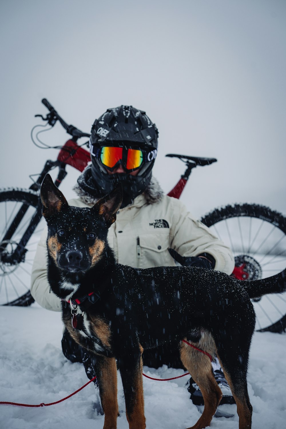 black and tan short coat medium sized dog with white snow goggles