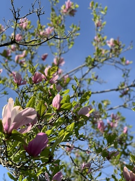 Branches of a tree adorned with vibrant pink flowers and fresh green leaves extend against a clear blue sky. The image captures a sense of natural beauty and growth in a serene and peaceful environment.