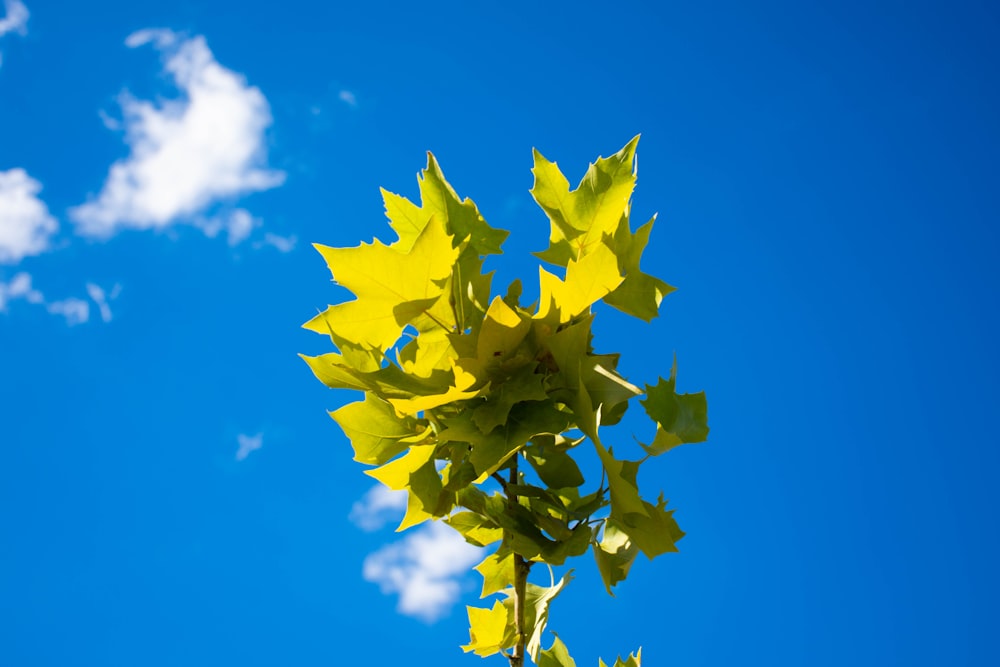 yellow maple leaf under blue sky during daytime