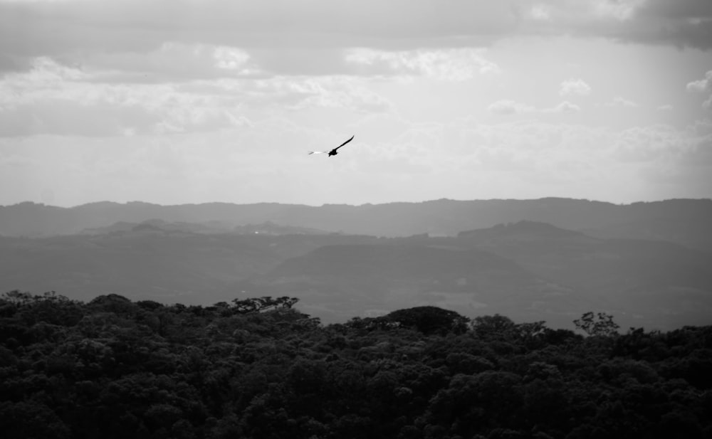 bird flying over green trees during daytime