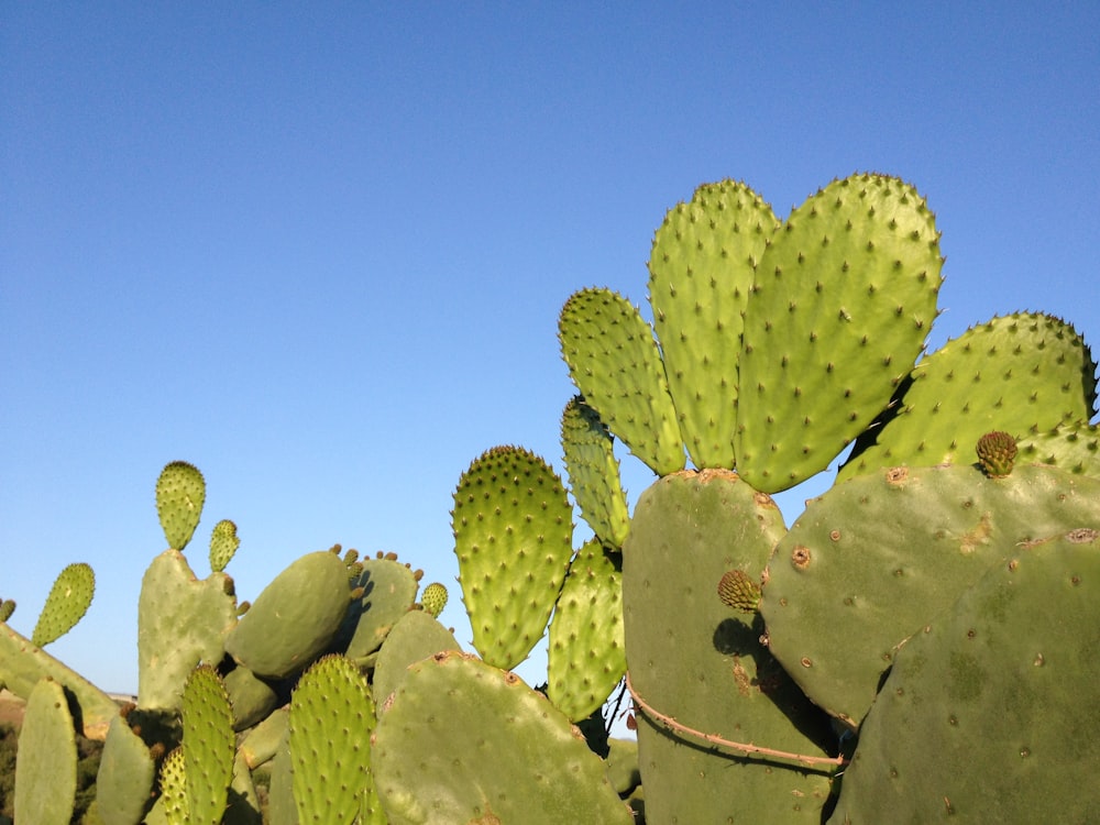 Planta de cactus verde en cerca de madera marrón durante el día