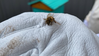 A bee rests on the finger of a person wearing a white, textured glove. In the blurry background, there is a teal and orange object that appears to be a beehive or similar structure.