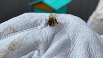 A bee rests on the finger of a person wearing a white, textured glove. In the blurry background, there is a teal and orange object that appears to be a beehive or similar structure.