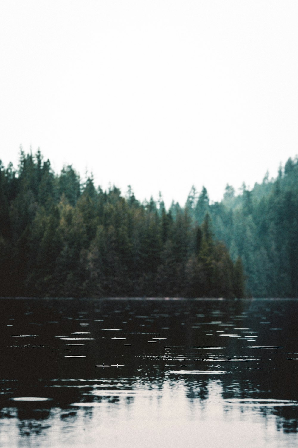 green trees beside body of water during daytime