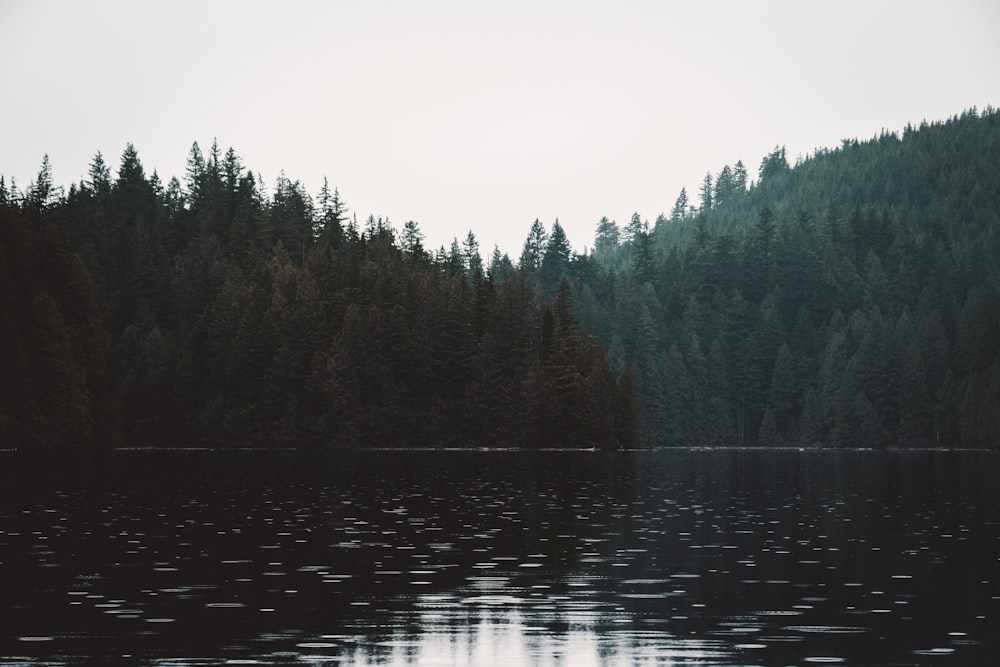 green trees beside body of water during daytime