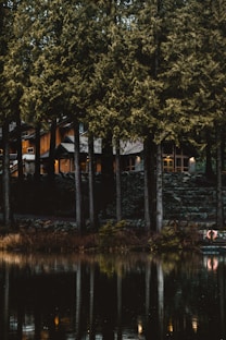 green trees beside river during daytime