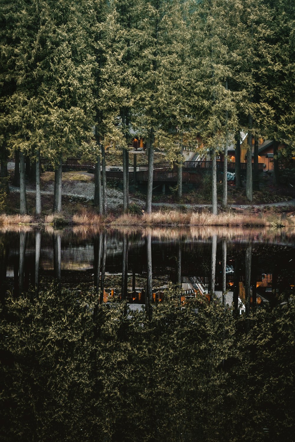 green trees beside body of water during daytime