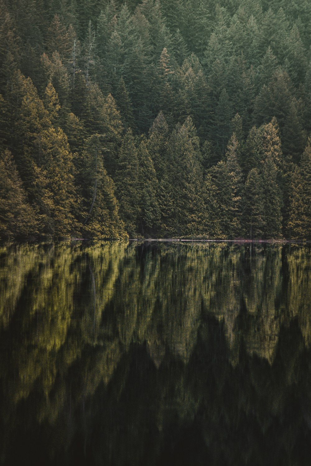 green trees beside body of water during daytime