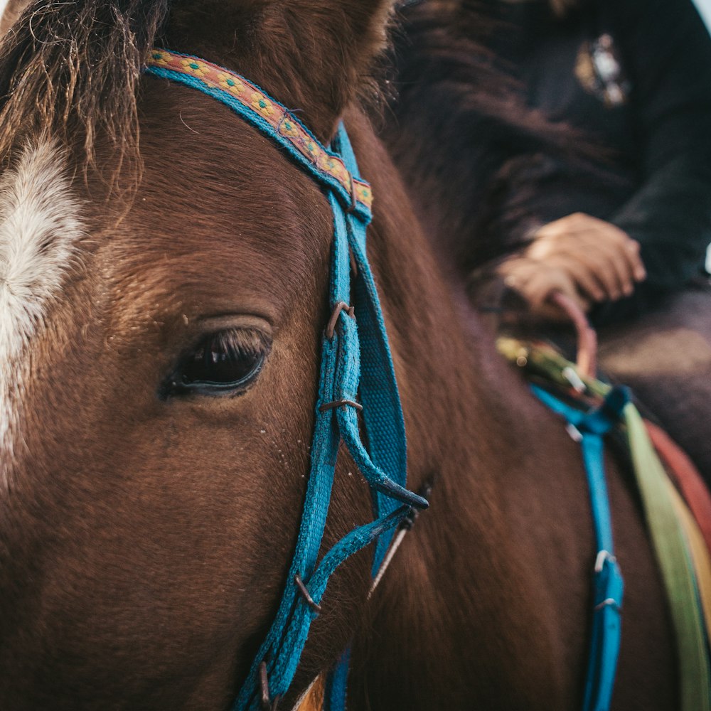 brown and white horse with brown leather strap