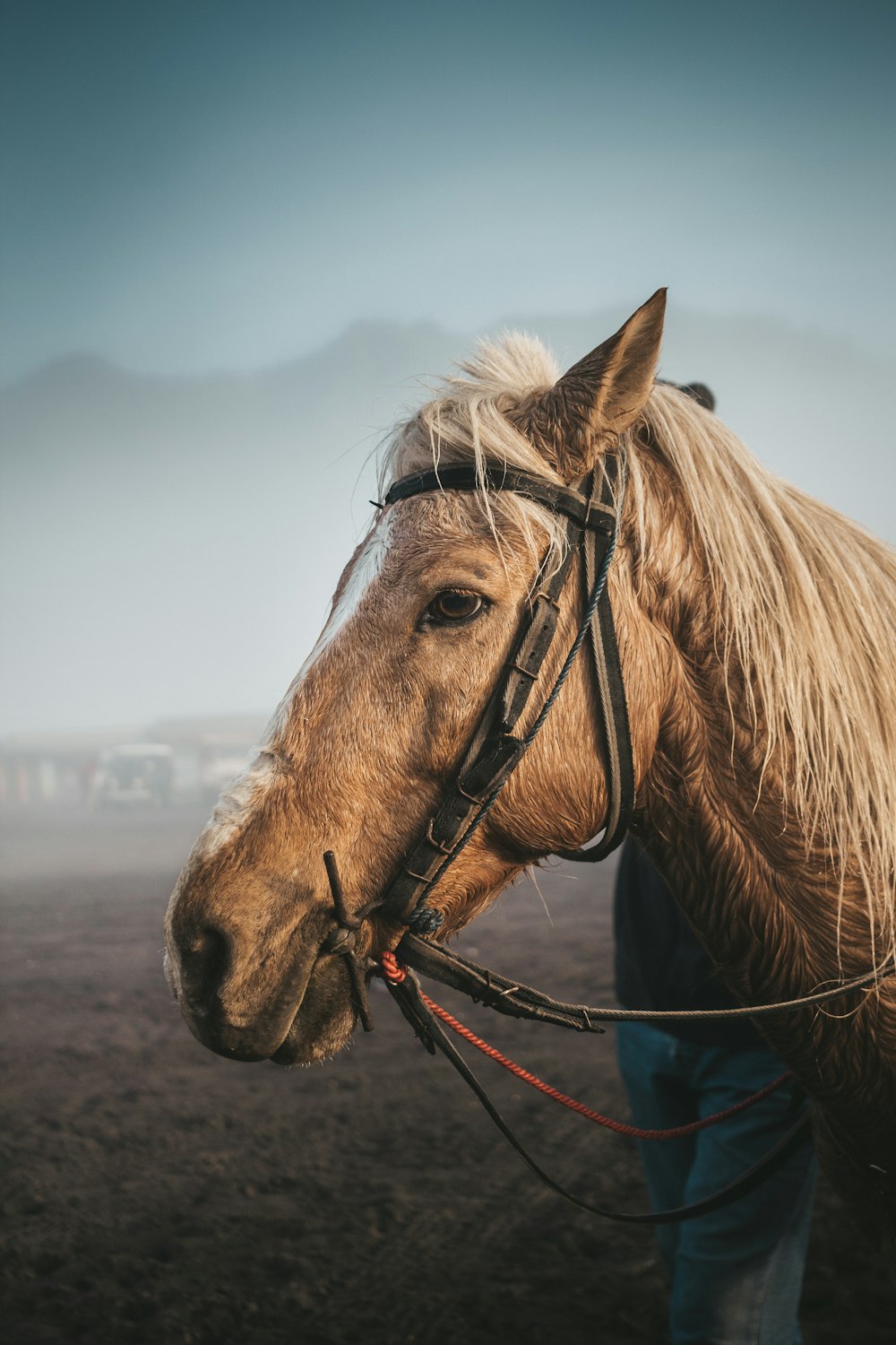 brown horse on beach shore during daytime