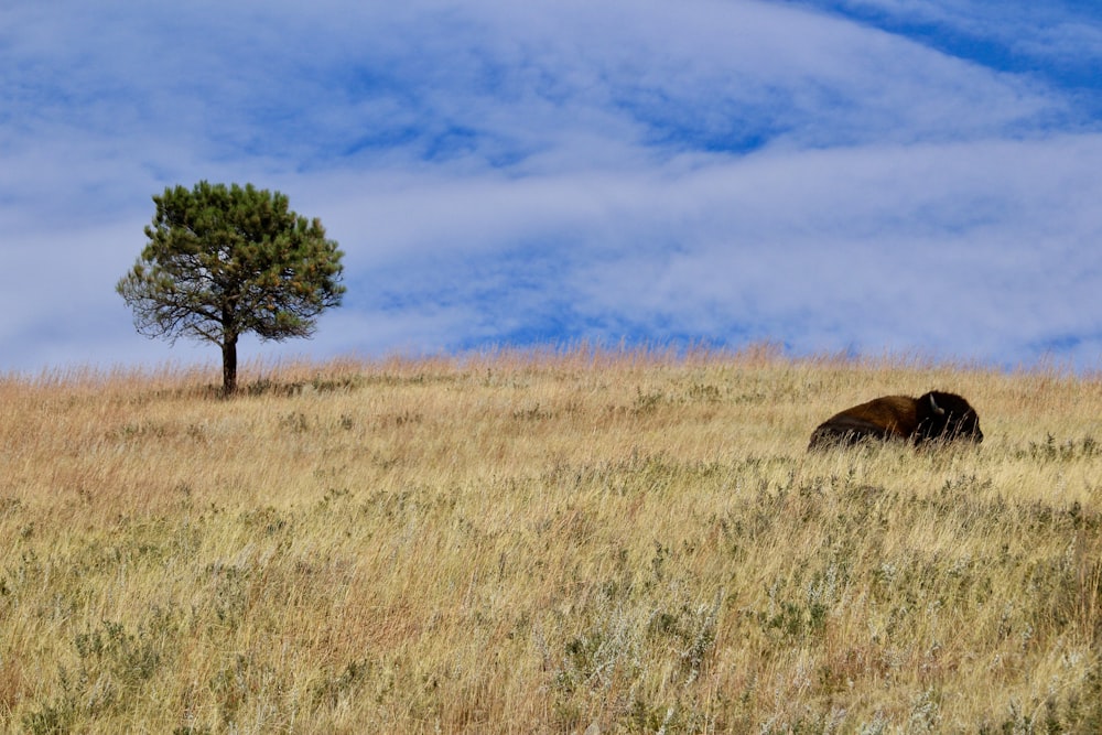 brown animal on brown grass field during daytime