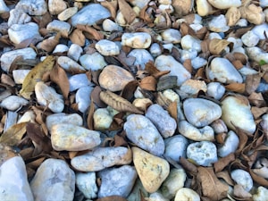 A collection of smooth, rounded stones scattered across the ground, interspersed with dried brown leaves. The stones vary in color from white to light gray, with some having tan or light yellow hues. The dried leaves create a contrast with the stones, giving a natural and rustic appearance.