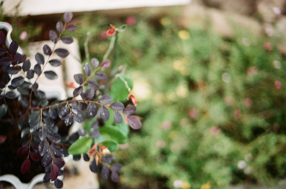 purple round fruits in tilt shift lens