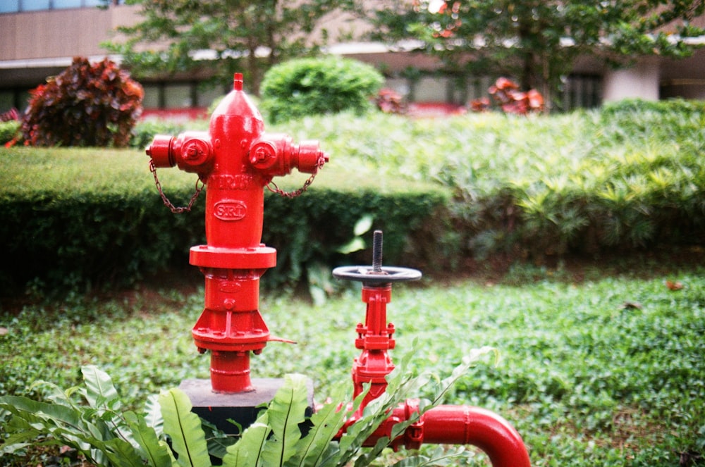 red fire hydrant on green grass field during daytime