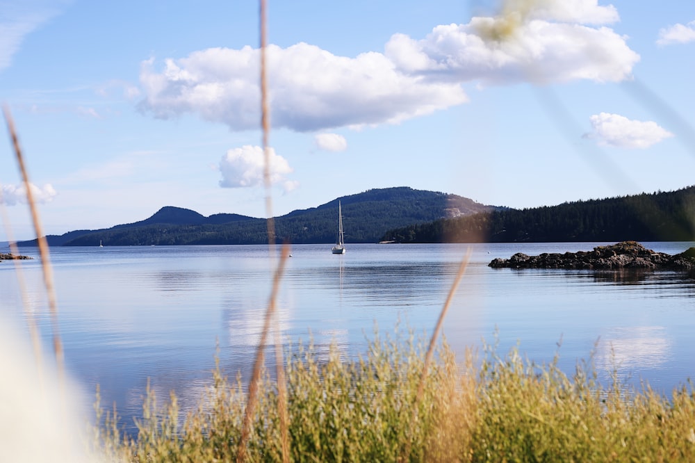 green grass near body of water during daytime