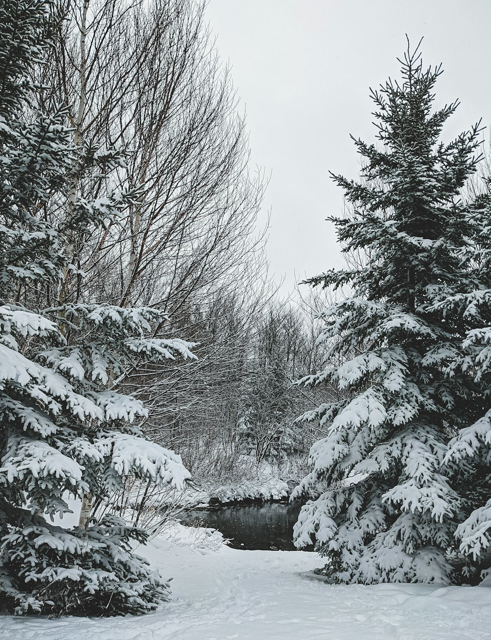 snow covered trees during daytime