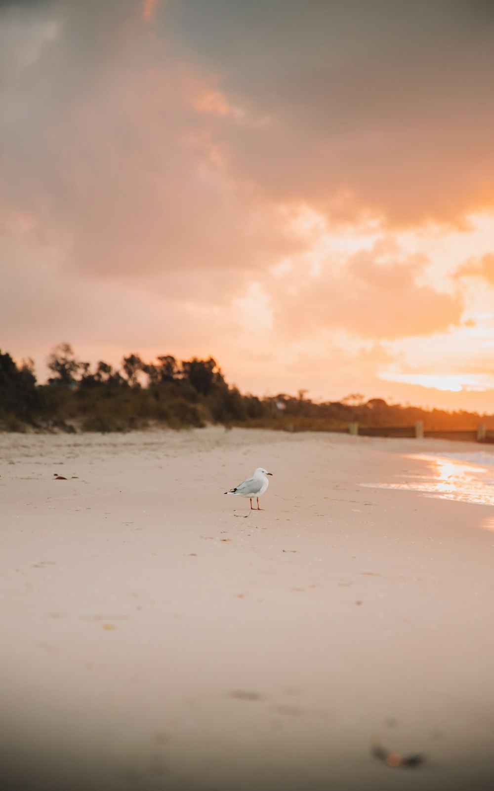 white bird on beach during sunset