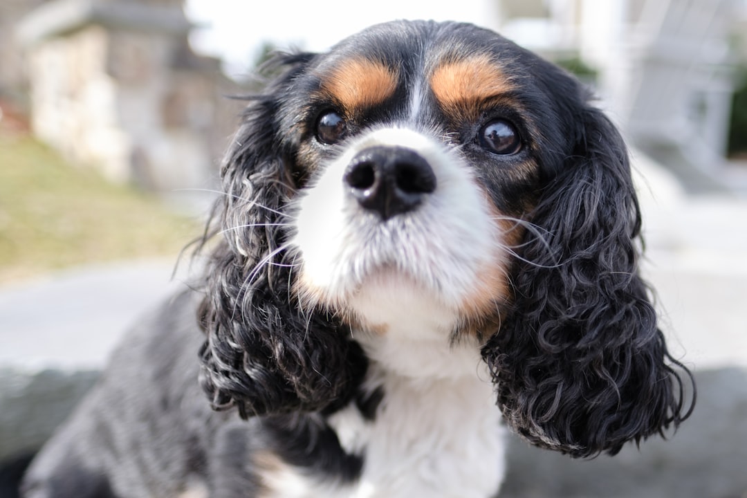 Proactive Health Management: Understanding the Health Issues of Cavalier King Charles Spaniels