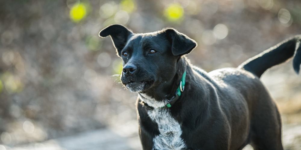 black and white short coated dog