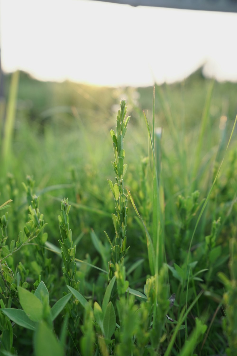 green grass field during daytime