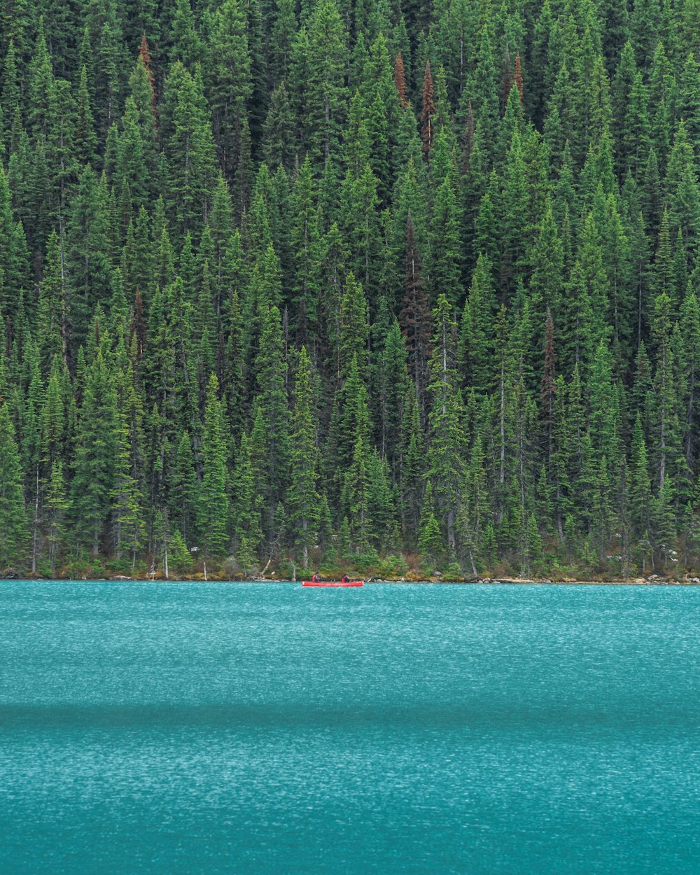 green trees beside blue sea during daytime