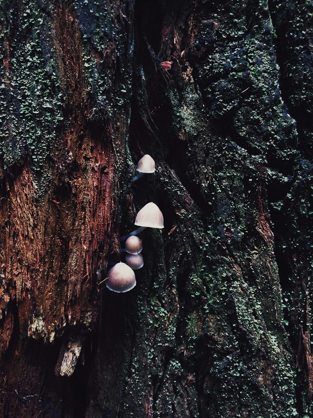 brown mushrooms on brown tree trunk