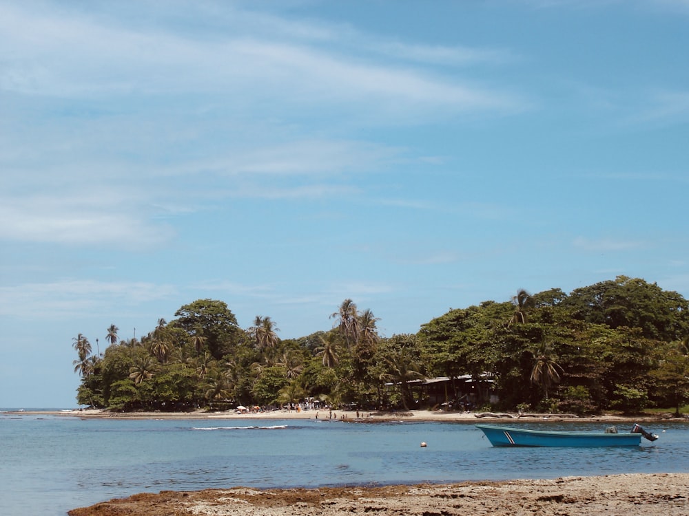 green trees on seashore during daytime