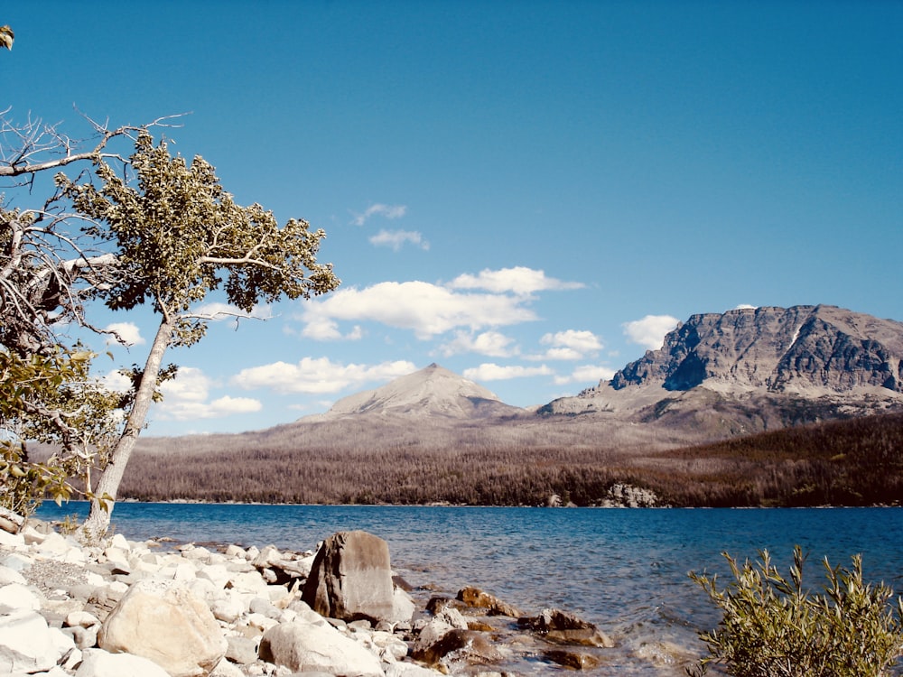 green tree on white rock near body of water during daytime