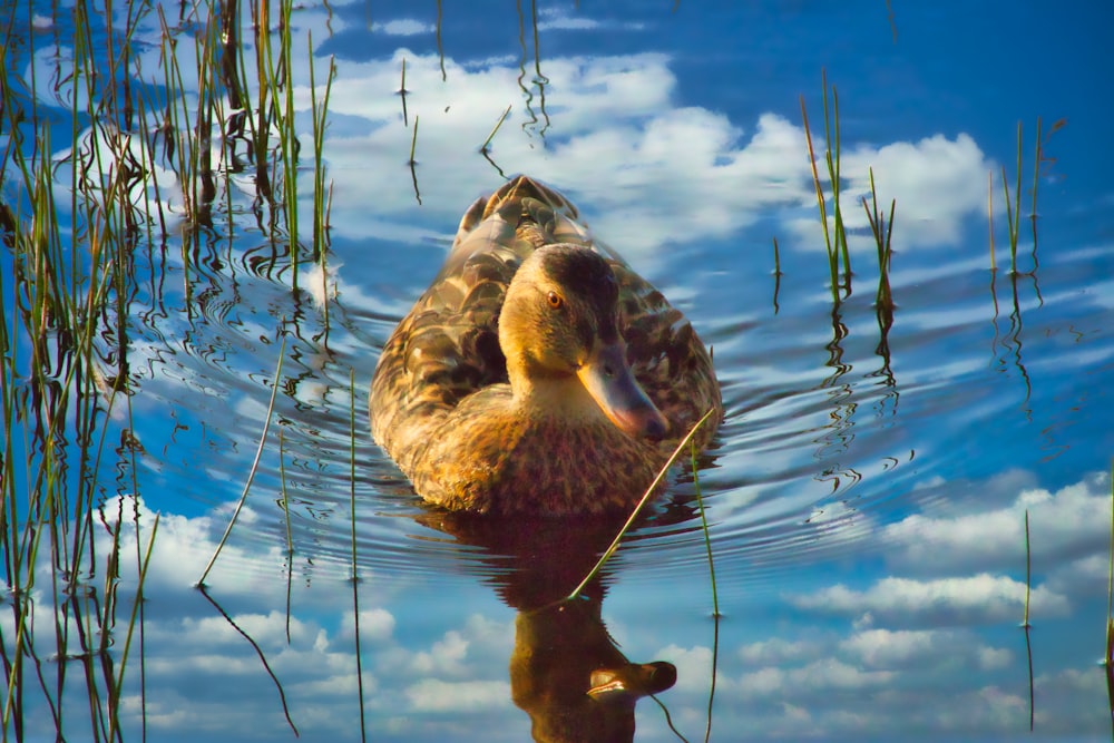 brown duck on water during daytime