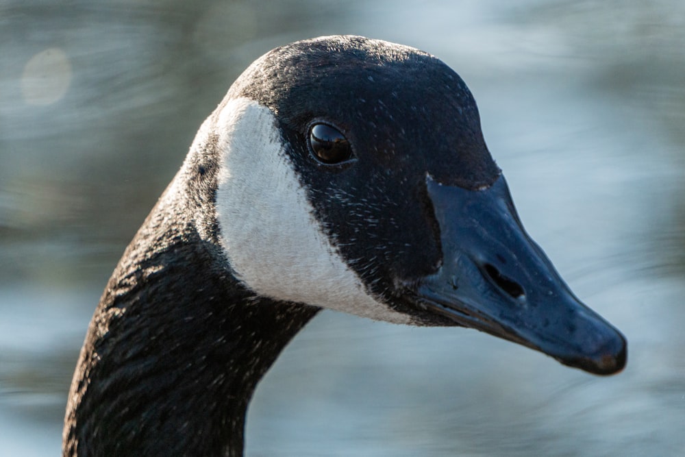 black and white duck in water