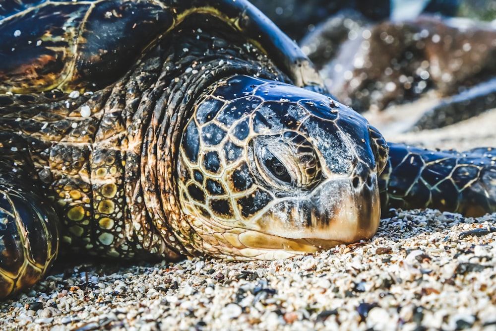 black and brown turtle on brown sand