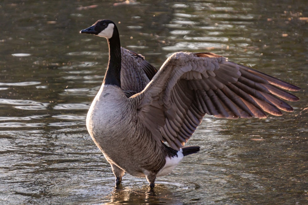 brown and white duck on water during daytime