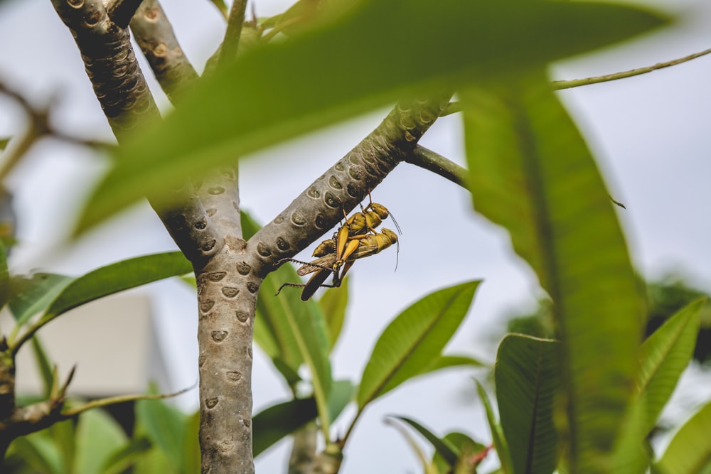 yellow and black bee on green leaf